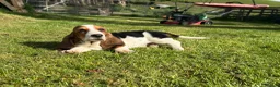 Basset Hound dogs for sale: Beautiful Basset Hound Puppies - Advert 3