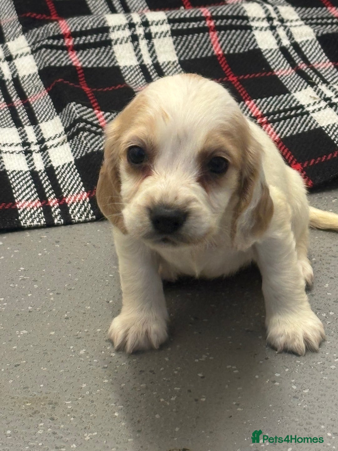 Cocker Spaniel dogs for sale: Adorable Show type cocker spaniel puppy’s  - Image 17