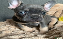French Bulldog dogs for sale: Adorable 7 week old frenchie puppies - Image 12