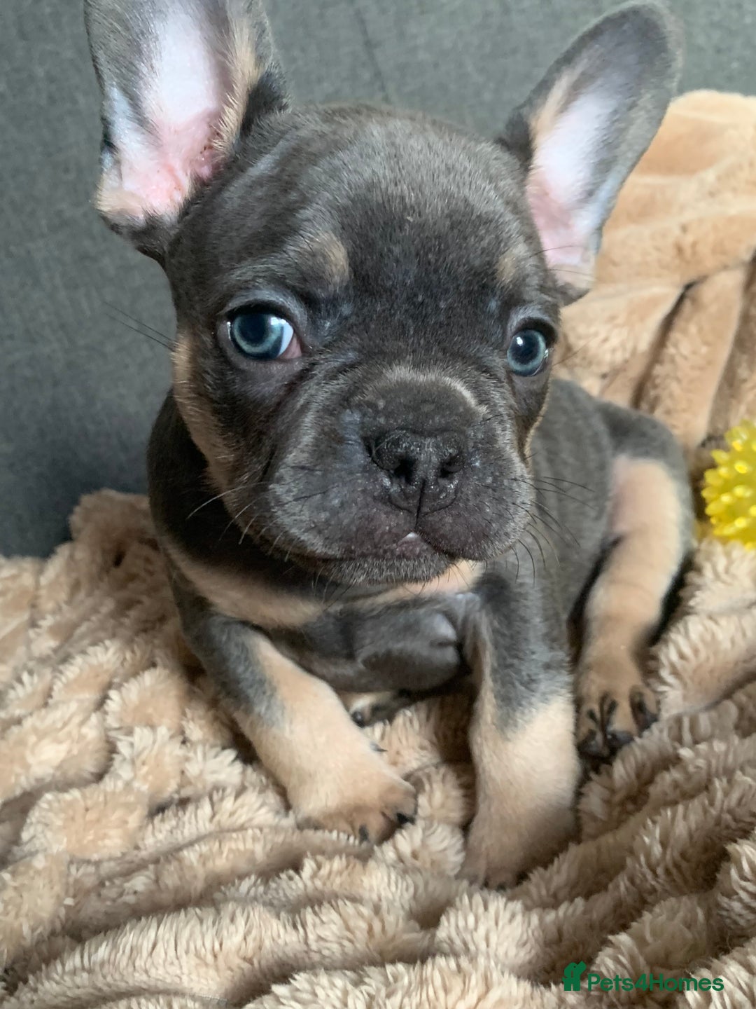 French Bulldog dogs for sale: Adorable 7 week old frenchie puppies - Image 12