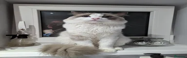 Ragdoll 1