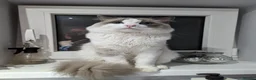 Ragdoll cats for sale: Ragdoll cats boy & girl  - Advert 13