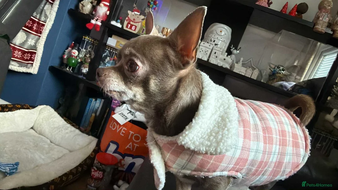 Chihuahua dogs for sale: Beautiful chihuahua female tan and white  - Advert 4