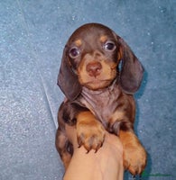 Miniature Dachshund dogs - Advert 9