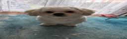 Mixed Breed dogs for sale: Bishon x shit shitzu  in Hull - Advert 1