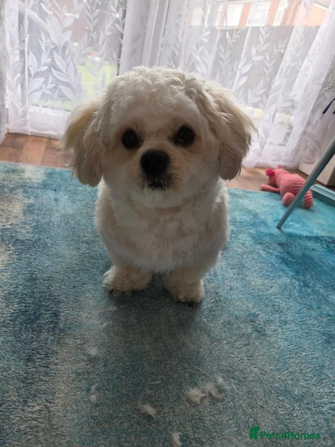 Mixed Breed dogs for sale: Bishon x shit shitzu  in Hull - Advert 1