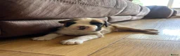 Boxer dogs for sale: Gorgeous litter of boxer puppies 🐶  - Advert 10