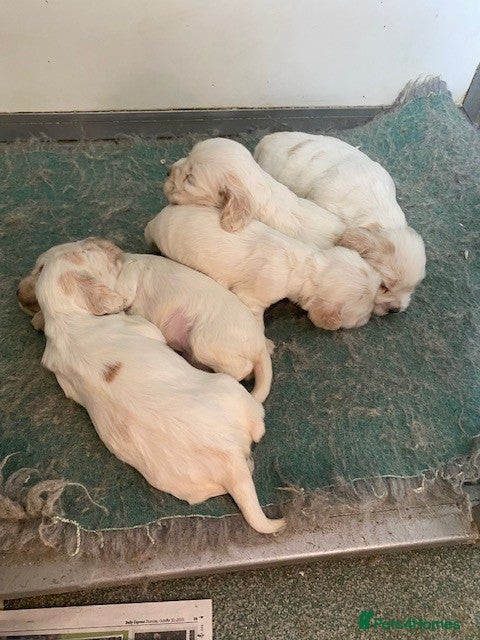 Cocker Spaniel dogs Cocker Spaniel Puppies For Sale - Advert 2