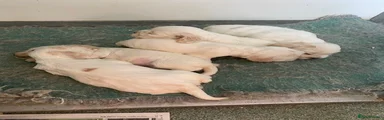 Cocker Spaniel 2