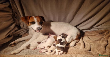 Jack Russell dogs - Advert 3