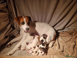 Jack Russell dogs - Advert 5