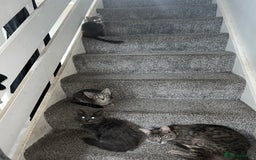 Mixed Breed cats for sale: 3 beautiful female tabby kittens  - Image 12