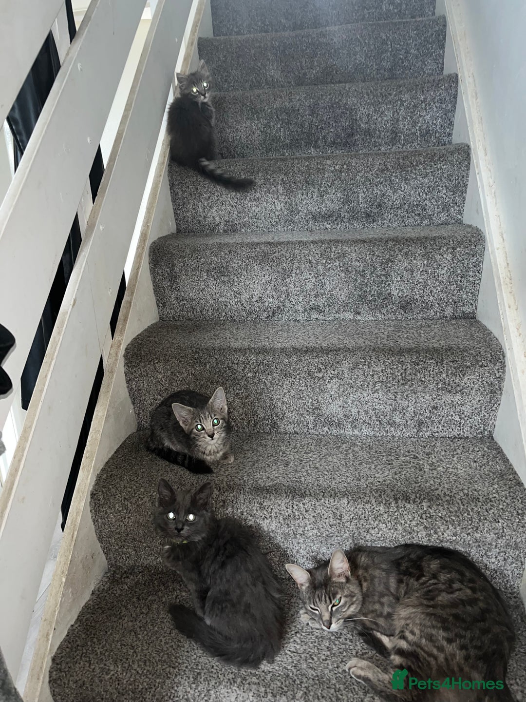 Mixed Breed cats for sale: 3 beautiful female tabby kittens  - Image 12