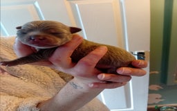 Chihuahua dogs for sale: Tiny KC lilac smooth coat chihuahua pup for sale  - Image 8