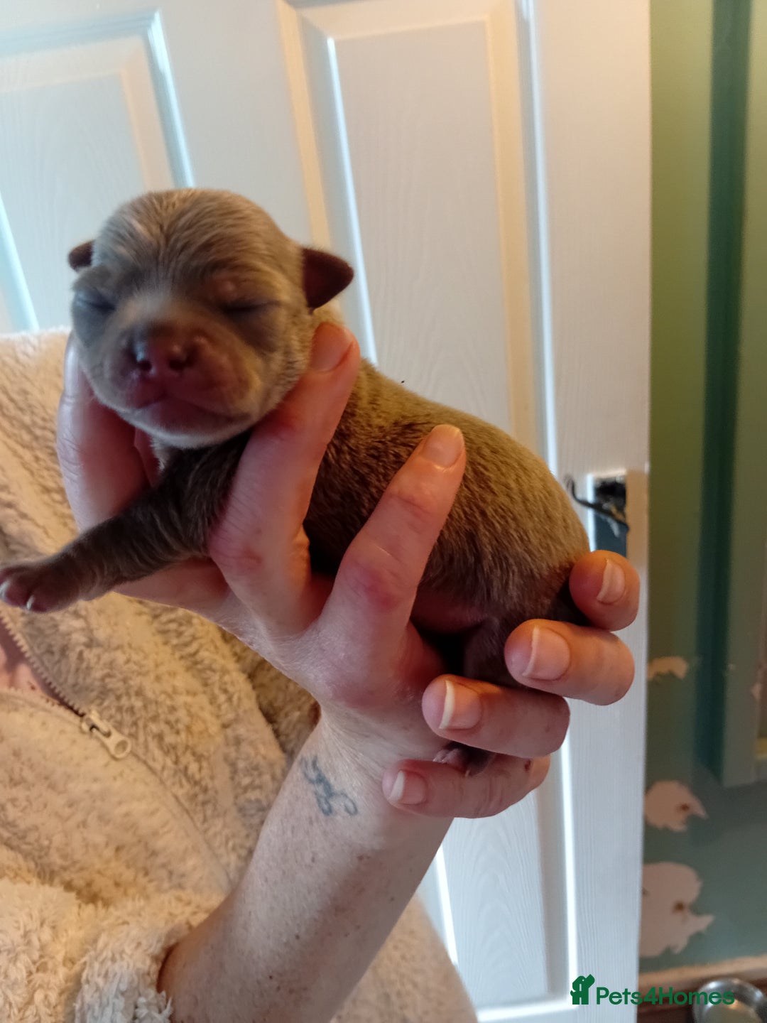 Chihuahua dogs for sale: Tiny KC lilac smooth coat chihuahua pup for sale  - Image 8