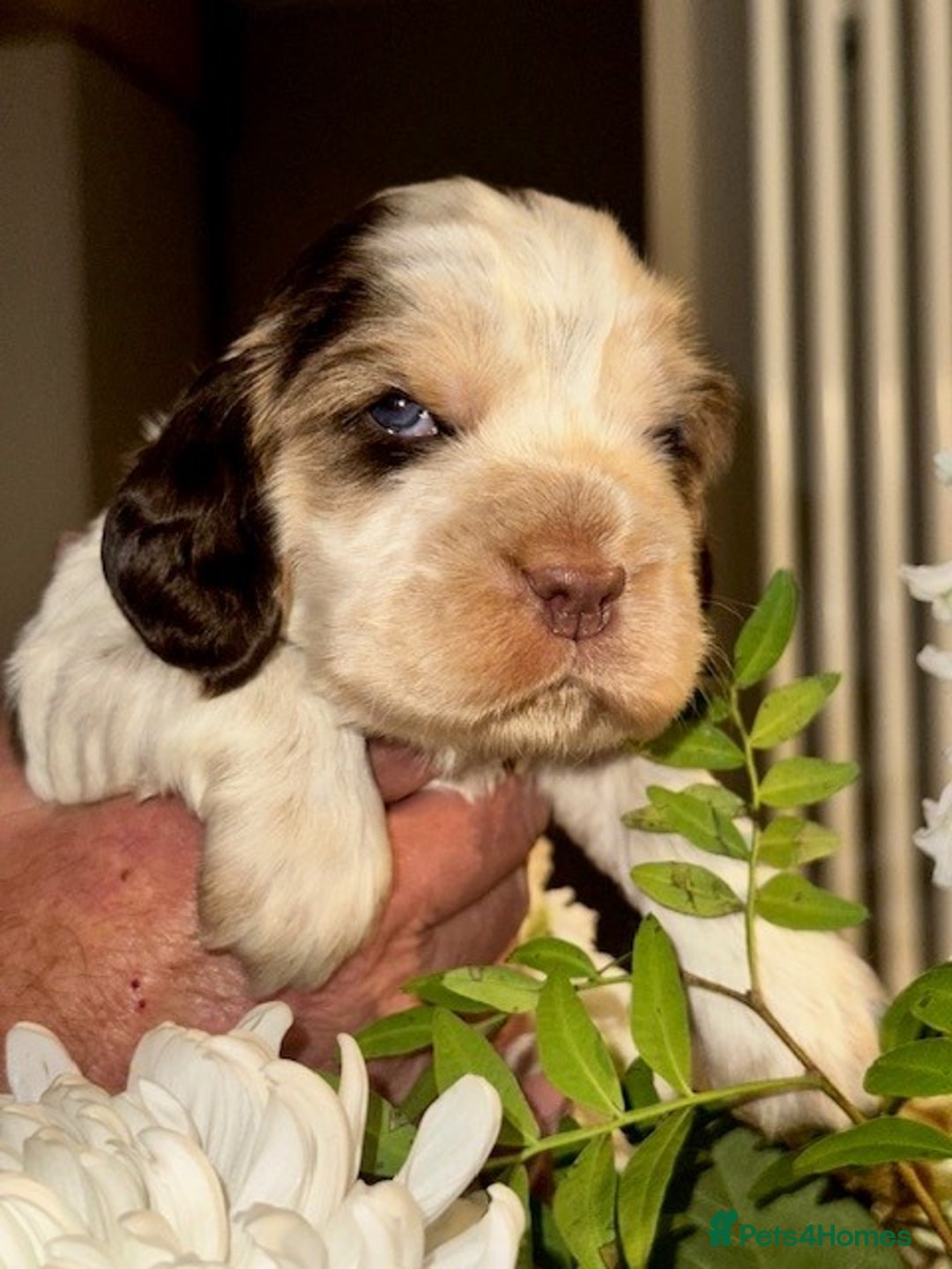 Cocker Spaniel dogs for sale: Stunning Show Cocker Spaniel Puppies - Image 5