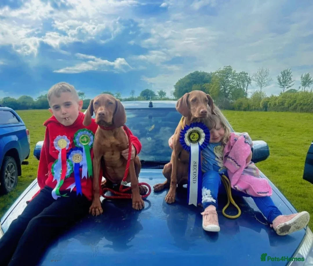 Hungarian Vizsla dogs for sale: Stunning KC Vizsla Pups - Image 5