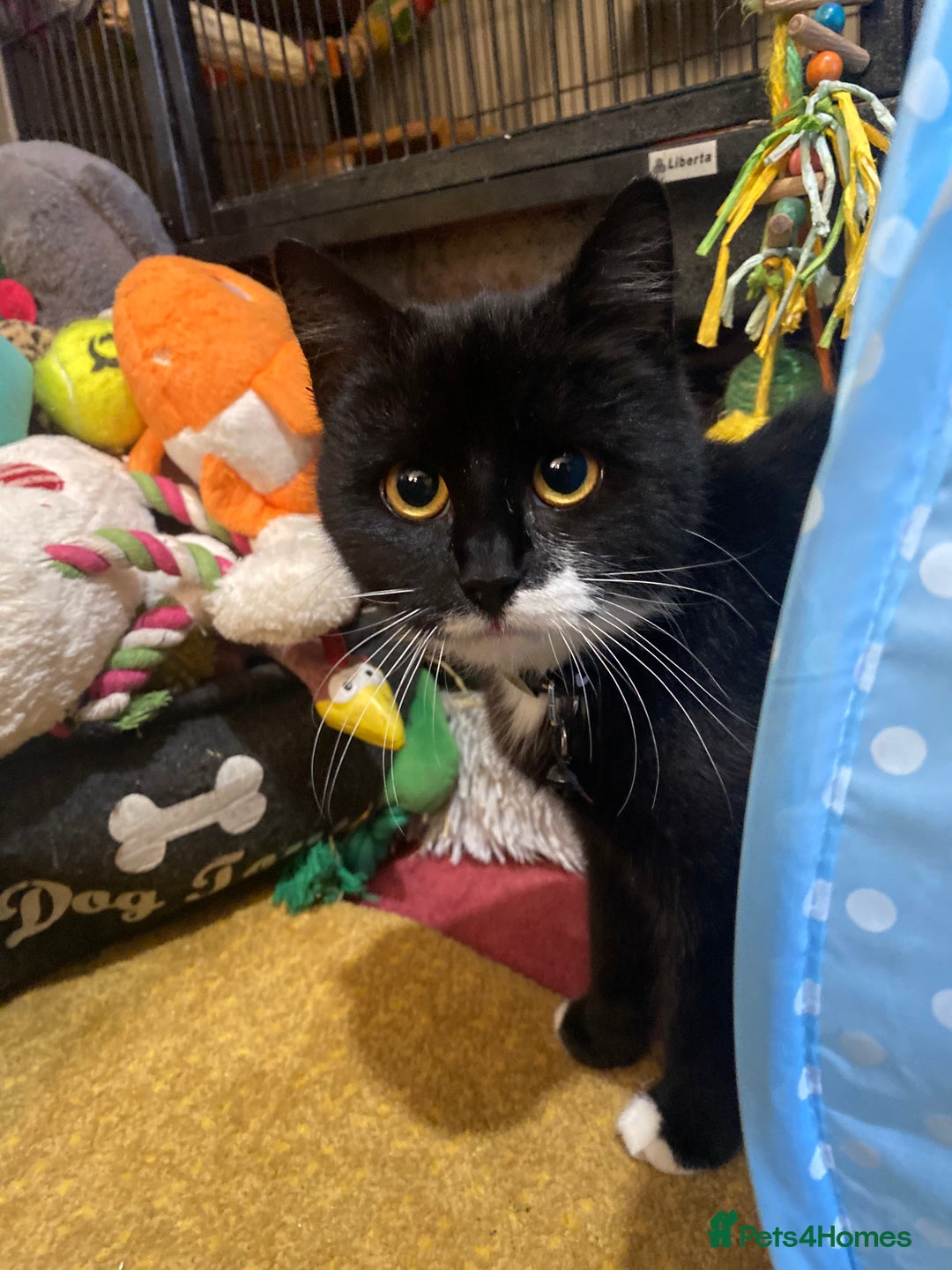 Mixed Breed cats for adoption: Lovely young cat looking for forever home  - Image 4