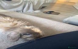 Mini Lop rabbits for sale: Pedigree mini lop - Advert 4