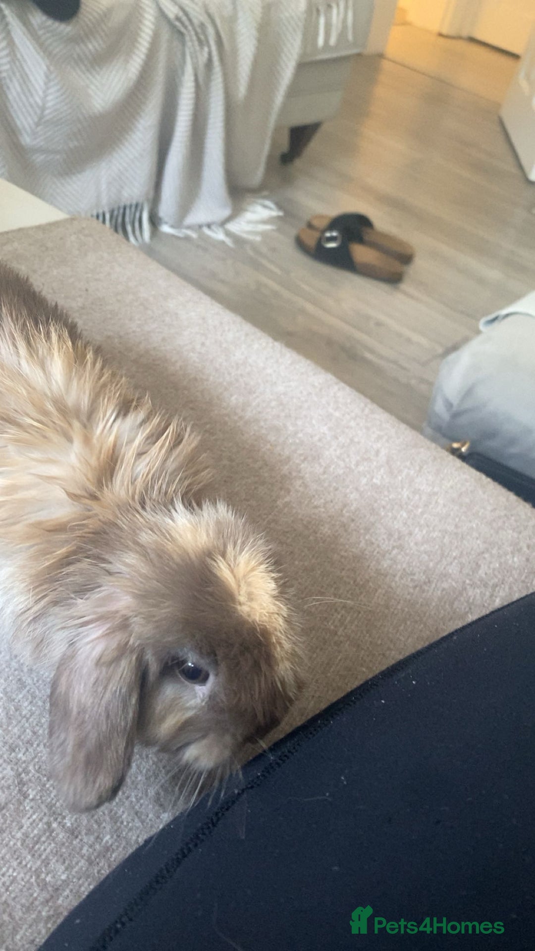 Mini Lop rabbits for sale: Pedigree mini lop - Advert 4
