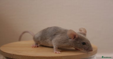 Mouse rodents - Advert 15