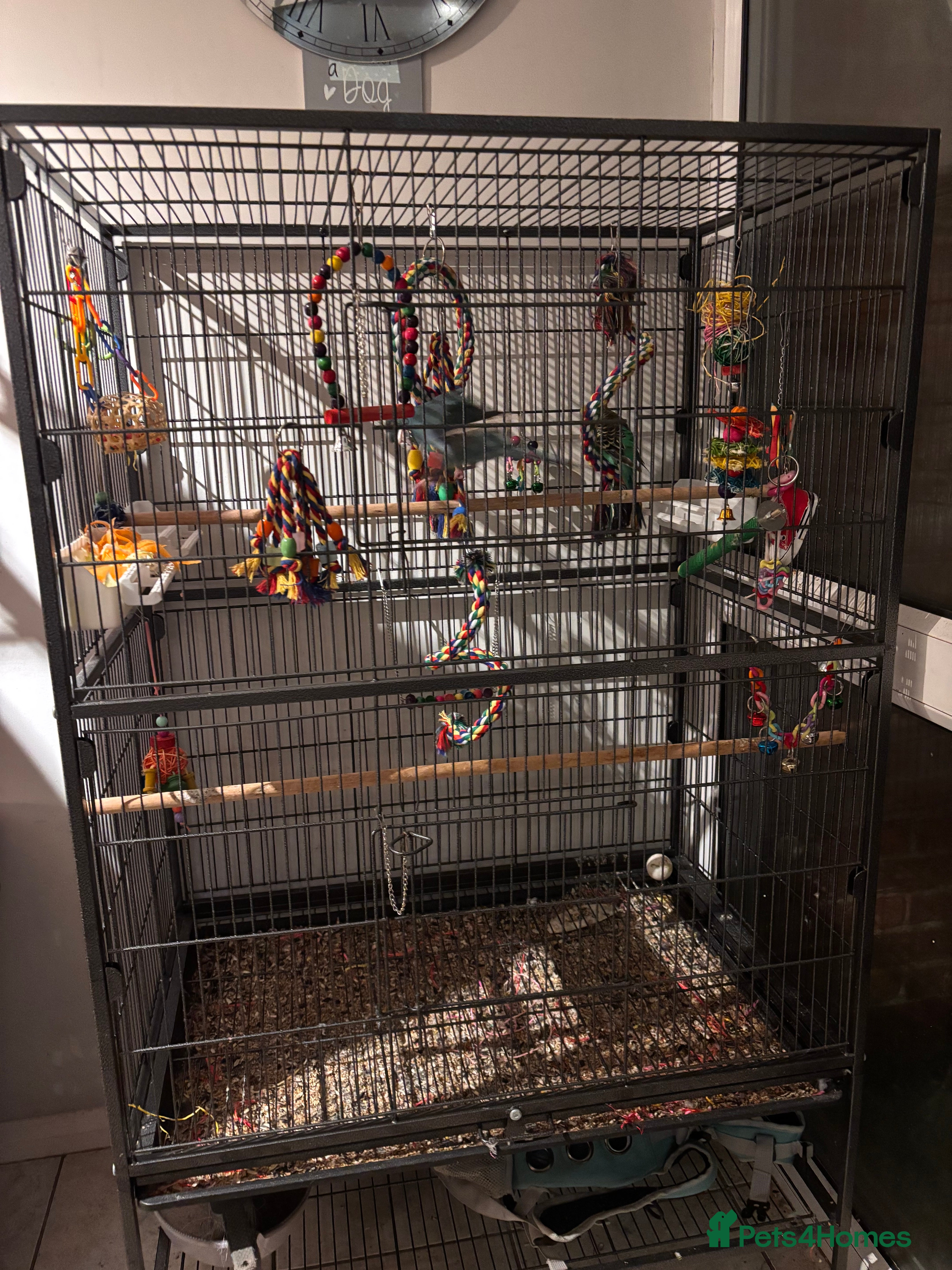 Mixed Breed birds Kakariki under 1 and budgie FOR SALE - Advert 1