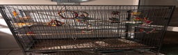Mixed Breed birds for sale: Kakariki under 1 and budgie FOR SALE - Advert 1