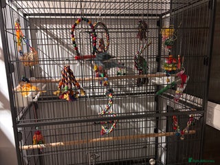 Mixed Breed birds Kakariki under 1 and budgie FOR SALE - Advert 2