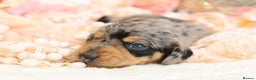 Miniature Dachshund dogs for sale: KC Miniature Dachshund Puppies - Advert 6