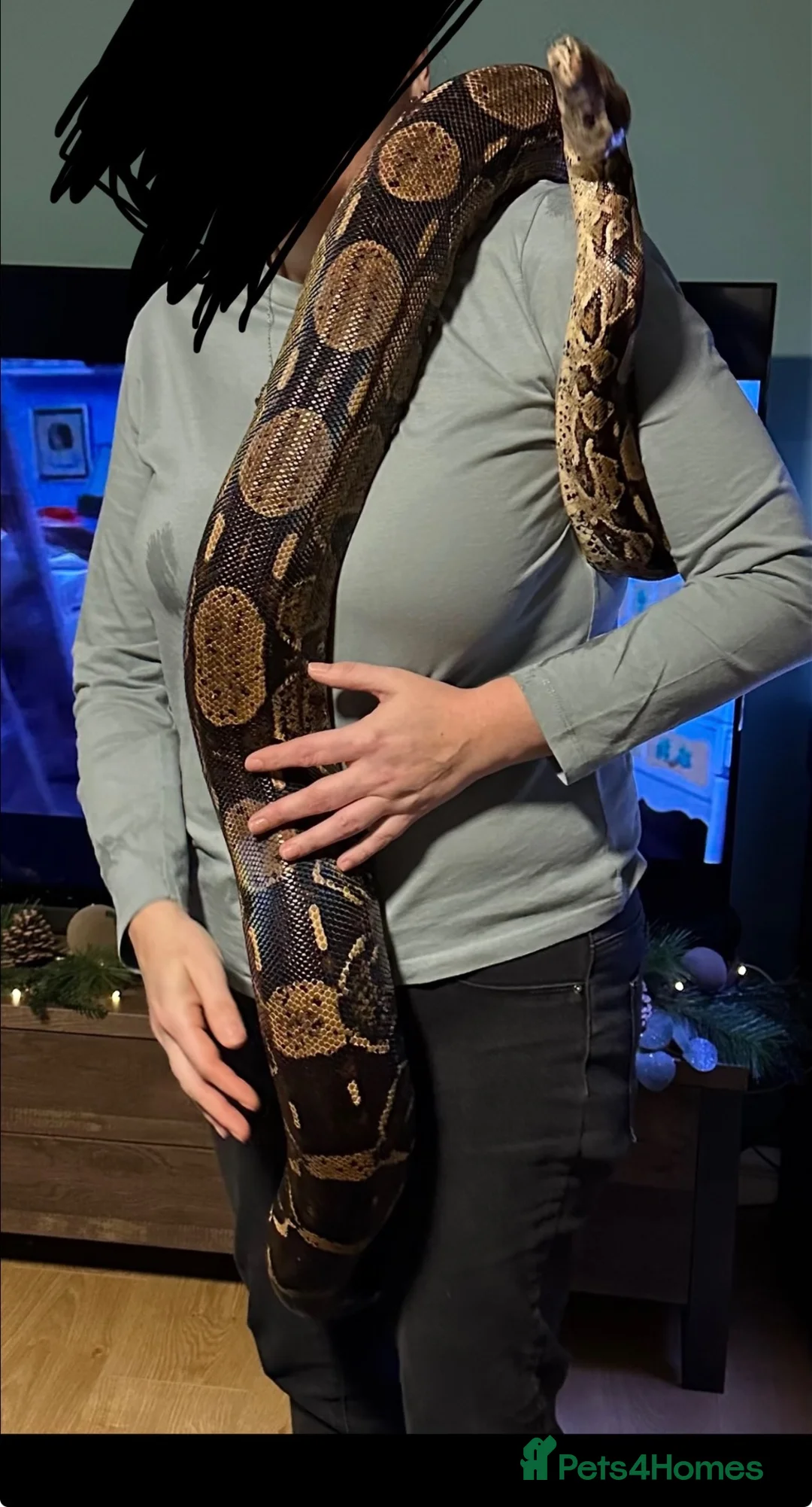 Snake reptiles for sale: Female BCC Common with Vivarium  - Advert 2