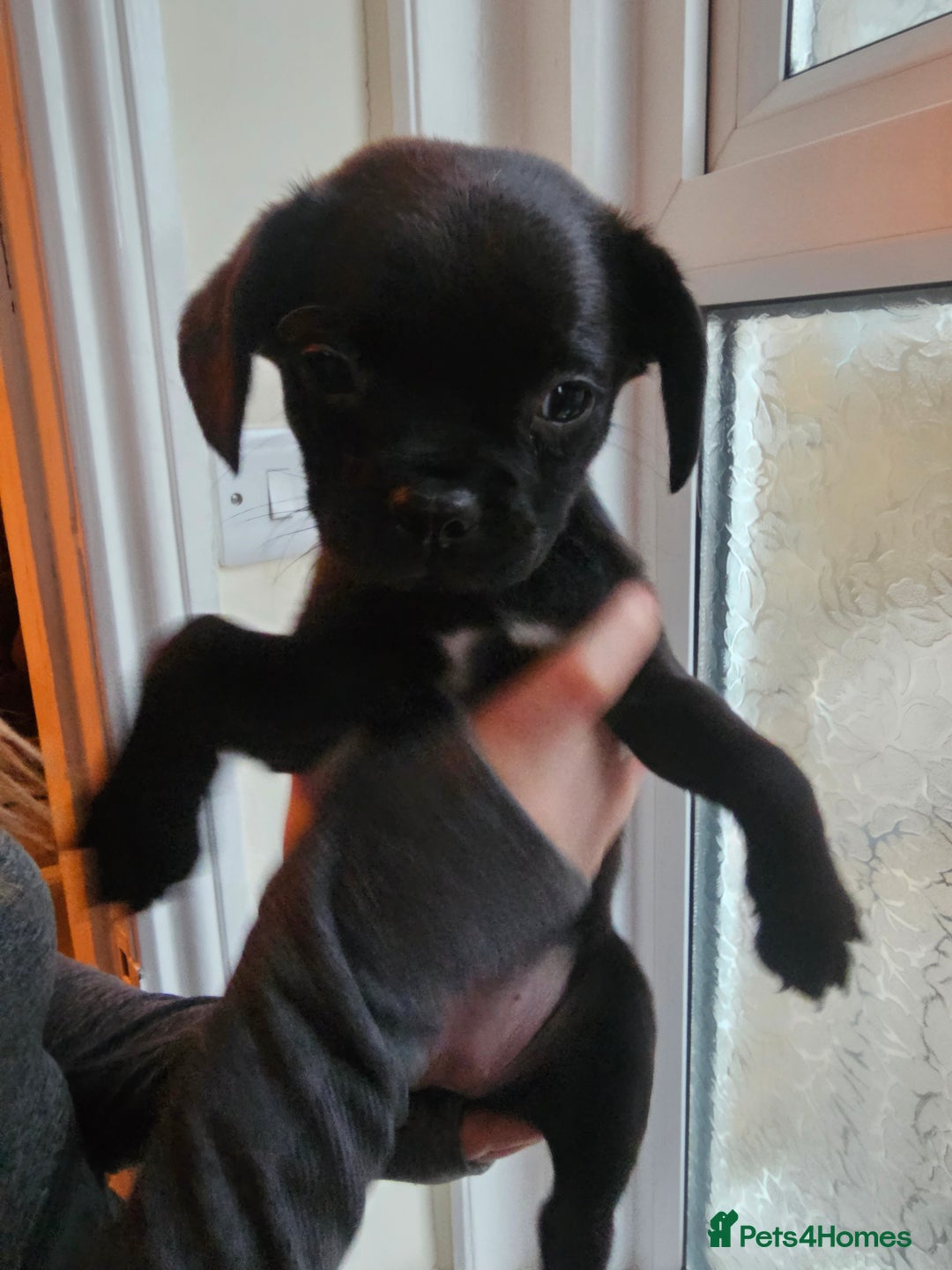 Mixed Breed dogs for sale: Staffy cross puppies  - Advert 3