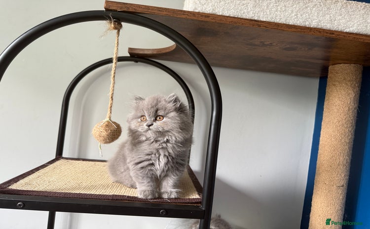 British Longhair cats - Advert 8