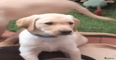 Labrador Retriever dogs in Ross-on-Wye - Advert 12
