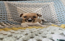 Jack Russell dogs for sale: Minature short haired Jack Russell puppys - Image 9