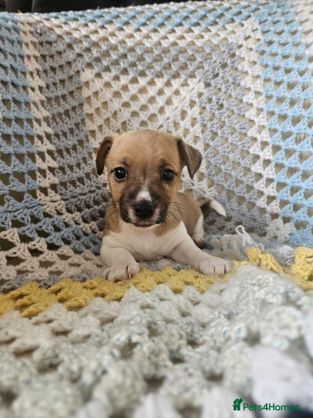 Jack Russell dogs for sale: Minature short haired Jack Russell puppys - Image 9