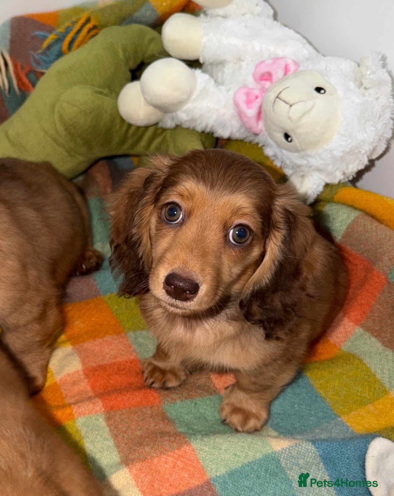 Miniature Dachshund dogs 🩷Stunning Long Haired Mini Dachshunds💙 - Advert 2