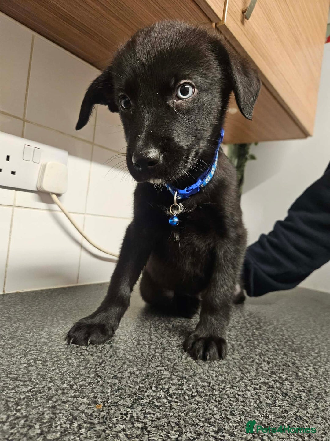 Mixed Breed dogs for sale: Labsky puppy’s  - Advert 3