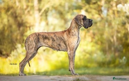 Great Dane dogs for sale: 🌟 Upcoming Litter – Great Danes- August 2025 🌟 - Image 9