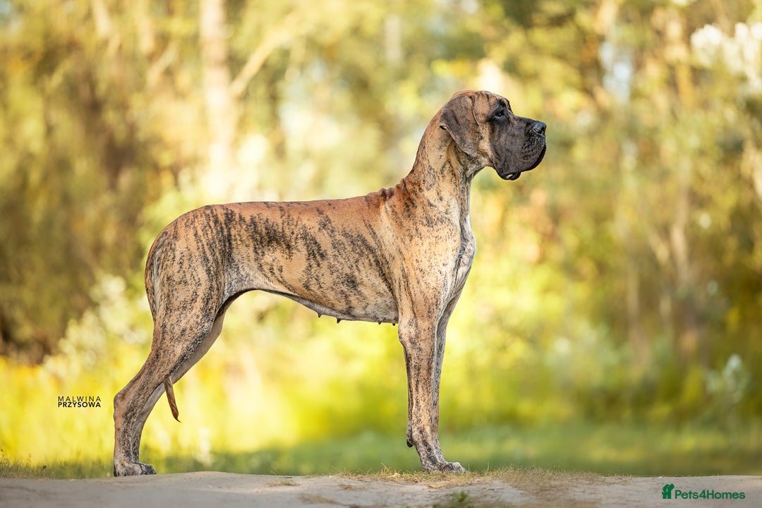 Great Dane dogs for sale: 🌟 Upcoming Litter – Great Danes- August 2025 🌟 - Image 9