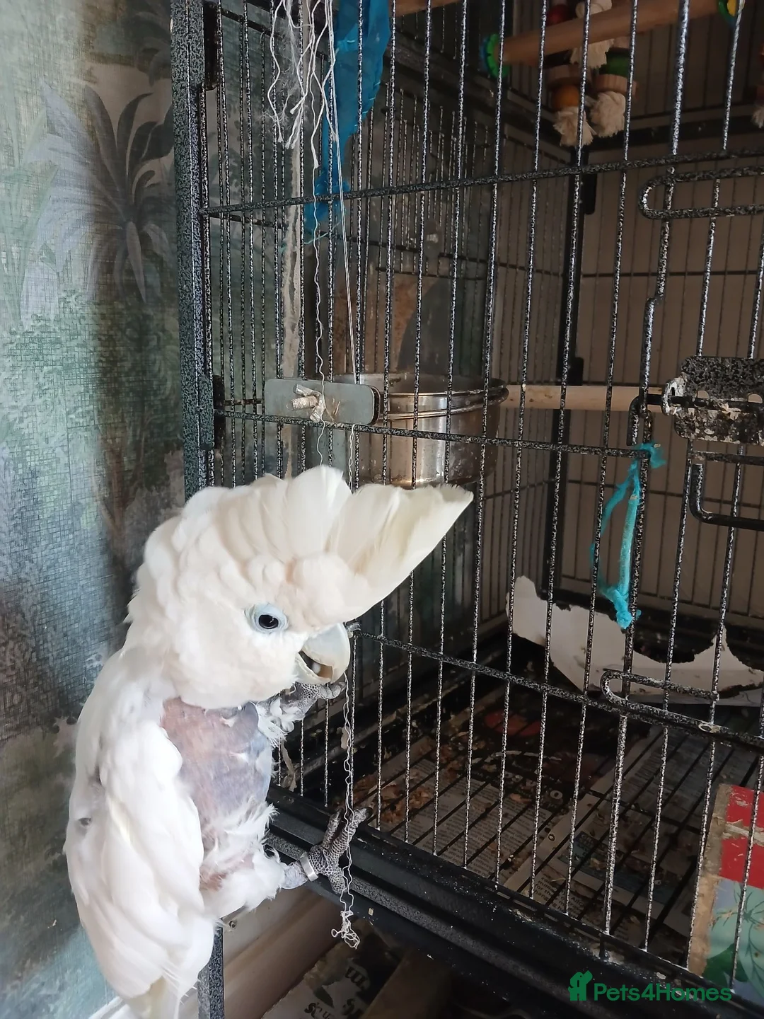 Cockatoo birds for sale: Cockatoo  - Advert 2