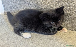 Mixed Breed cats for sale: 3 Beautiful Black and White Tuxedo Kittens  - Image 6