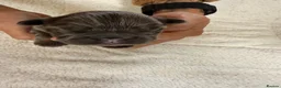 French Bulldog dogs for sale: French Bulldog Puppies – Ready in 6 Weeks - Advert 7