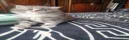 Ragdoll cats for sale: Ragdoll - Advert 2
