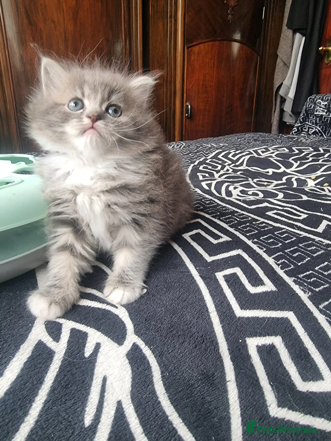 Ragdoll cats for sale: Ragdoll - Advert 2