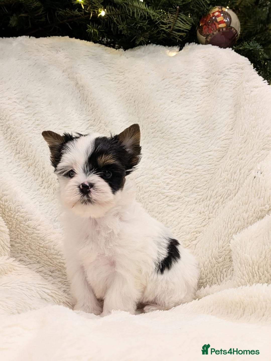 Yorkshire Terrier dogs for sale: Very tiny beautiful Biro puppys  - Advert 10