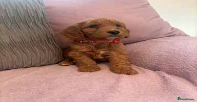 Cockapoo dogs - Advert 9