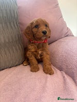 Cockapoo dogs - Advert 9