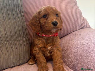 Cockapoo dogs - Advert 23