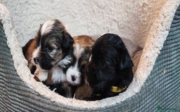 Tibetan Terrier dogs for sale: KC Tibetan Terrier Puppy  - Image 10