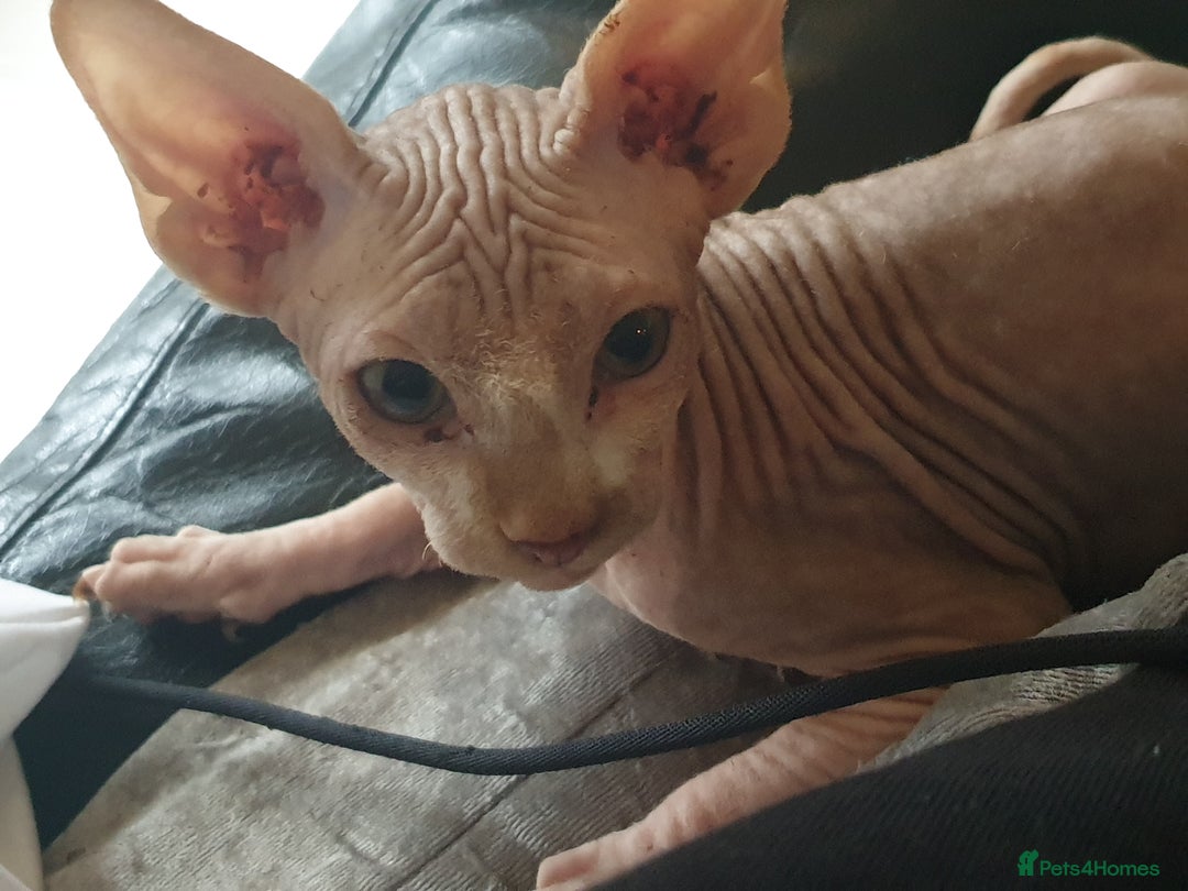 Sphynx cats for sale: 1 boy sphynx left ready for his forever home  - Advert 7
